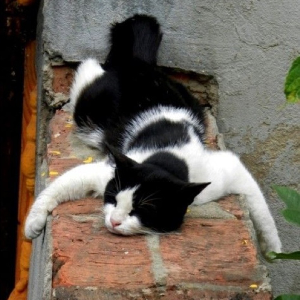 Meet your Posher, Celia